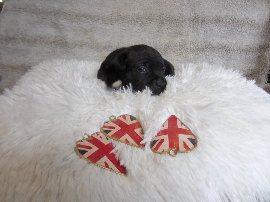 D'absolute Pep's - Chiot disponible  - Staffordshire Bull Terrier