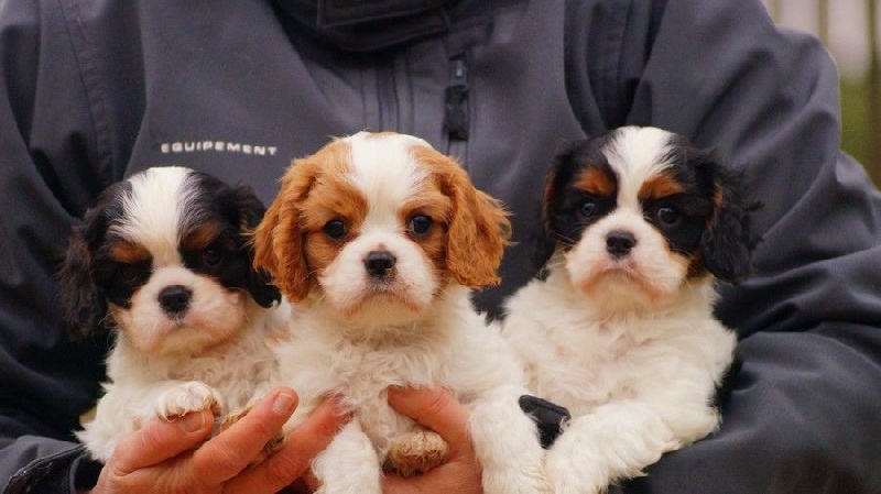 chiot Cavalier King Charles Spaniel D'absolute Pep's
