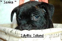 Idyllic Island